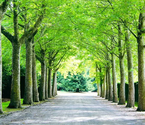 A picturesque tree-lined path flanked by vibrant Plane Trees on either side