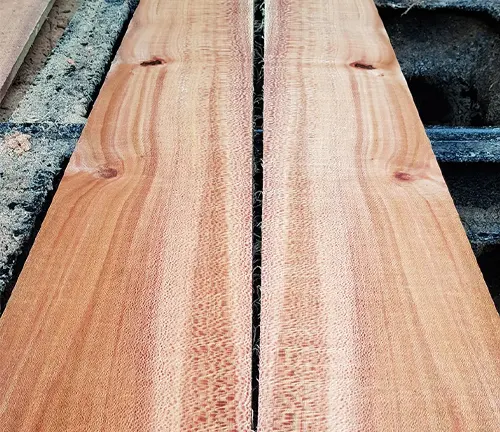 Two planks of Silky Oak wood showcasing a distinctive grain pattern, resting on a concrete surface