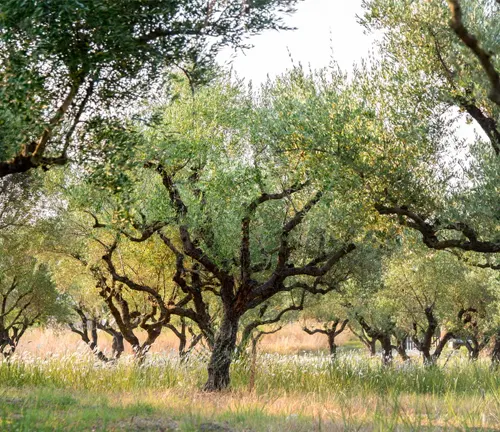Olive tree in a grove with other trees