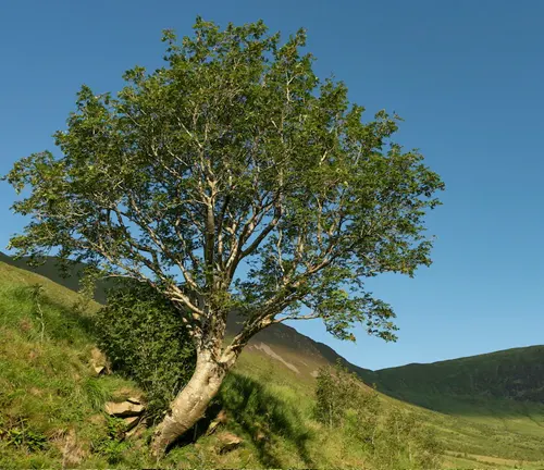 Rowan tree on a hillside under a clear blue sky