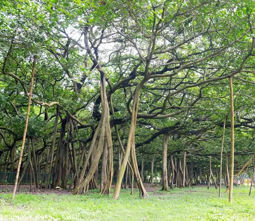 Large Banyan tree with multiple aerial roots in a park-like setting