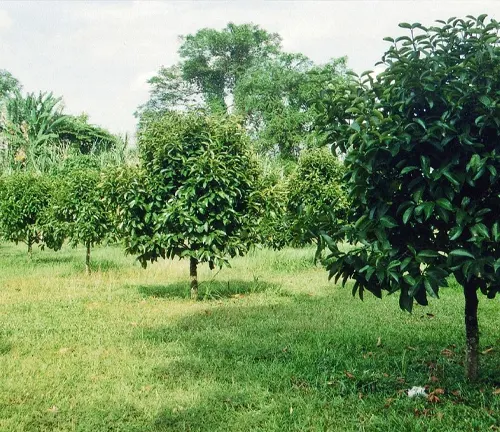 Mangosteen tree bearing fruit in a field, with other trees in the background