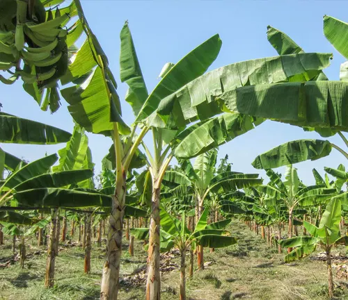 Banana tree with large green leaves and a bunch of bananas in a grove
