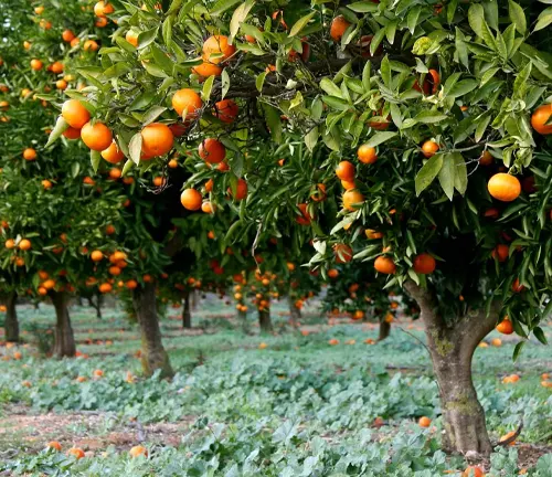 Orange tree full of ripe oranges in an orchard