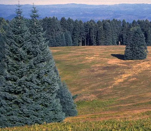 Abies Procera tree in a field with a blue-green hue, with other trees and a blue sky in the background