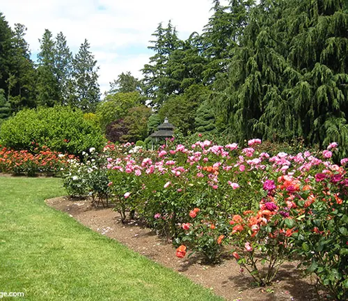 Garden with blooming rose bushes in various shades and a gazebo in the distance