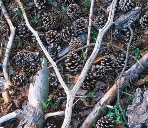 Close-up of various sizes and shades of brown pine cones and gray and white branches from a Big Cone Pine Tree on the forest floor