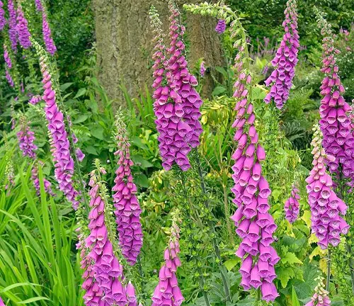 Group of tall, purple Foxglove plants in a garden setting