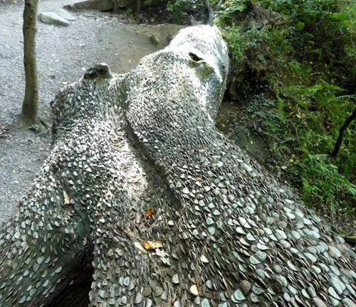 Tree trunk in a forest setting, covered in various coins.”