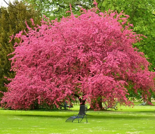 Dogwood Tree