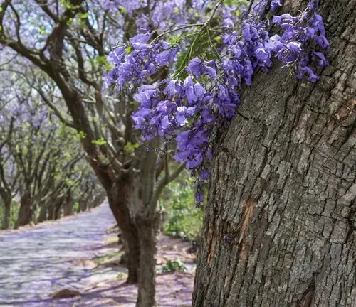 Jacaranda Tree