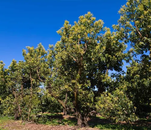 Avocado Tree