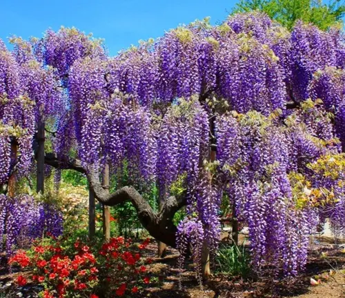 Wisteria Tree