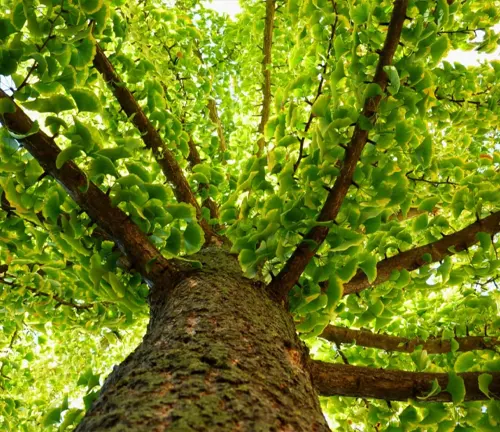 Ginkgo Tree