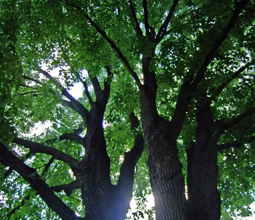 Looking up at linden tree trunks and green leaves.