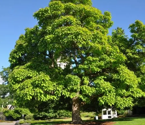 Large tree with green leaves in a park with a white bench.