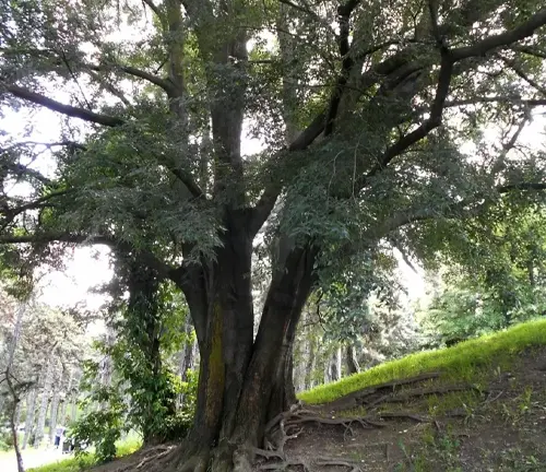 Large Hackberry tree with multiple trunks and exposed roots on a hillside.