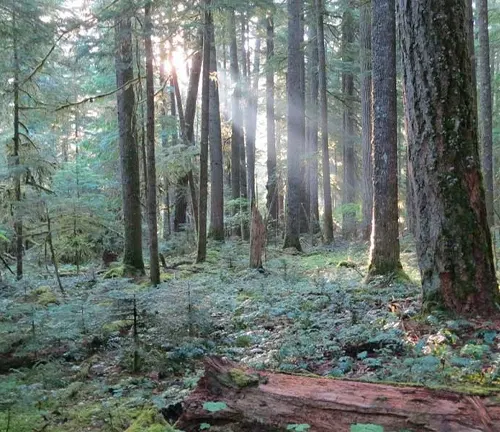 Sunlight shining through forest hemlock trees.