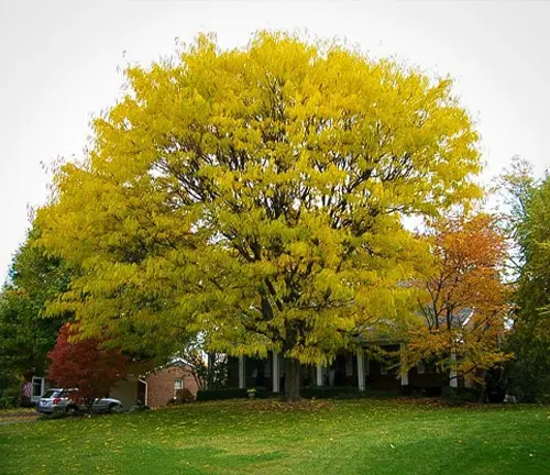 Large tree with yellow leaves in front of house.