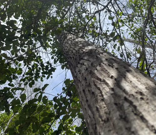 Hickory Tree trunk with leaves and sky in the background.