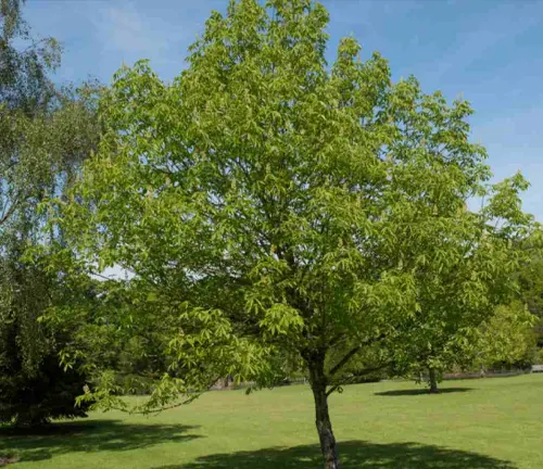 Buckeye Tree with green leaves in a park.