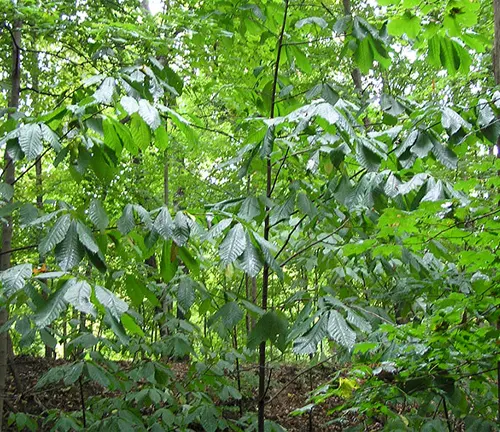 Low-angle view of a dense, green forest.