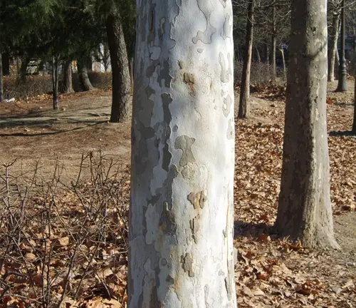 Close up of a tree trunk with peeling bark in a park.