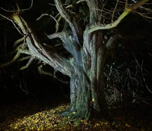 Gnarled elm tree trunk in a dark forest with fallen leaves.