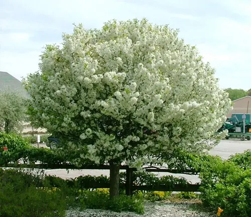 White-flowered tree in a parking lot.