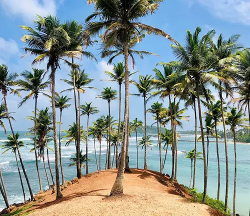 Scenic view of palm trees and ocean from a cliff.