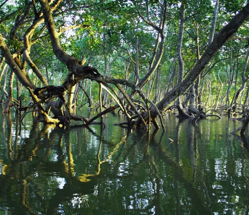 Mangrove forest with trees and roots reflected in water.