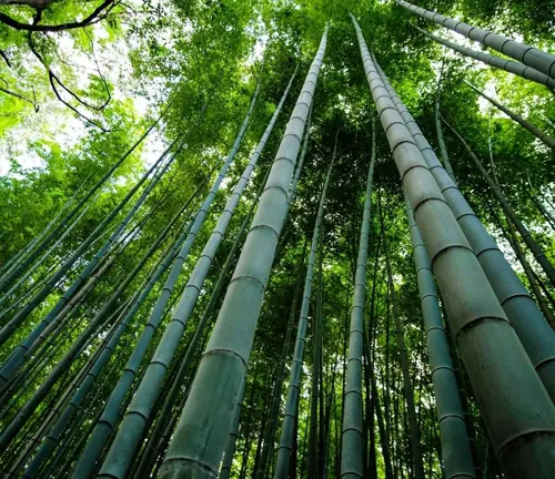 Low-angle view of towering bamboo forest.