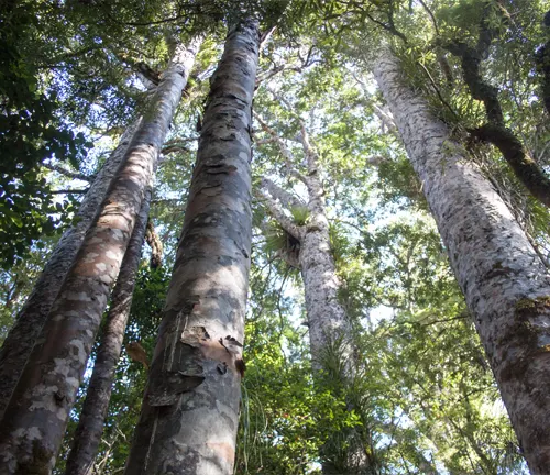 Group of Kauri Trees in forest