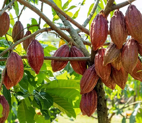 Cacao tree with red pods in tropical setting.