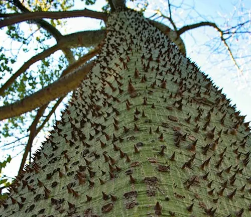 Thorny trunk of Silk Floss Tree.