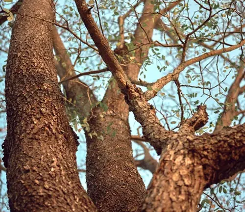 Close-up of Tamarind tree trunk.