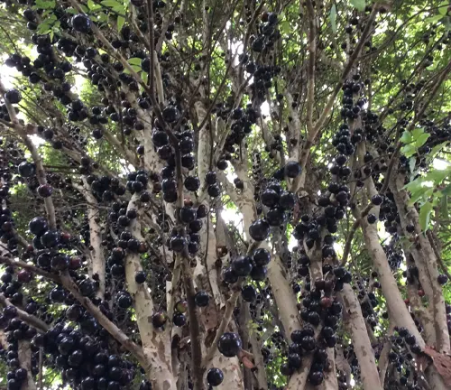 Jabuticaba tree with ripe fruit on multiple trunks