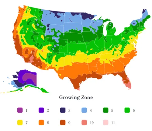 US map showing Valencia Almond Tree growing zones
