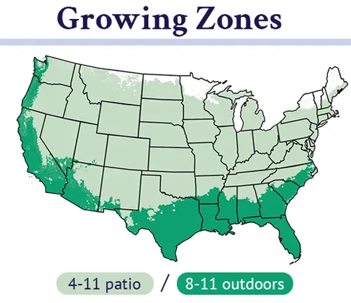 US map showing Fuerte Avocado growing zones.