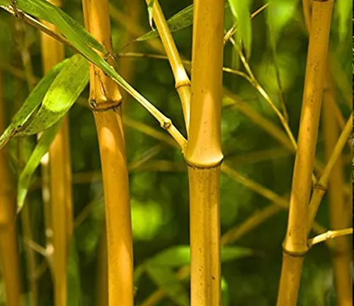 Close-up of golden bamboo stalks with bright green leaves