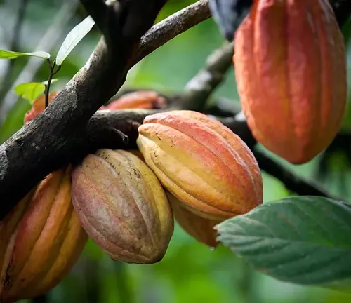 Close up of Criollo Cacao pods hanging from a tree branch