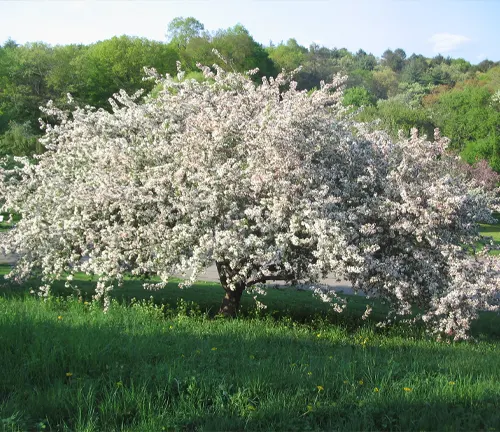 Blooming Sargent Crabapple Tree in park