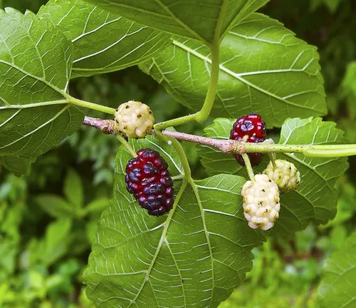 White Mulberry leaves and fruit on branch