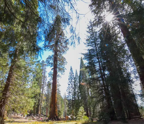 Sunlit General Sherman Tree in Sequoia National Park