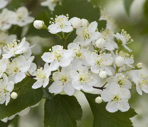Close-up of clustered white Hawthorn tree flowers with serrated green leaves