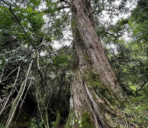 Large Yellowwood tree with a thick trunk and rough bark, surrounded by dense forest canopy