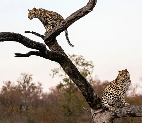 Two leopards resting on a Leadwood tree branch under a light blue sky