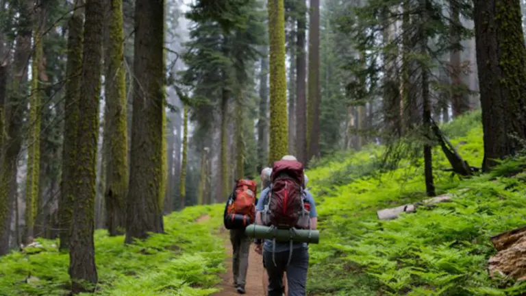 Hikers traversing through a mossy forest
