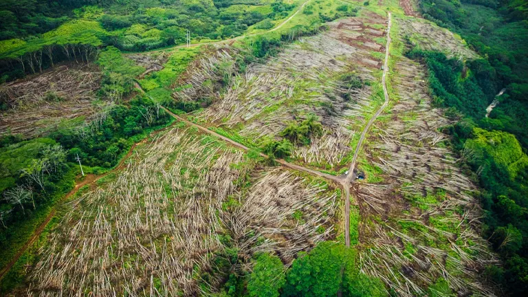 Aerial view of deforested land with a dirt road cutting through