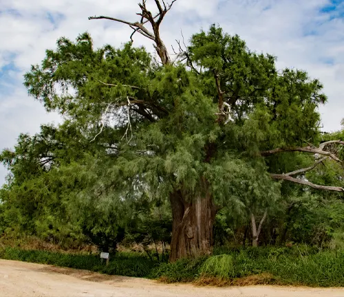 Montezuma Cypress
(Taxodium mucronatum)